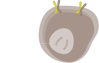 Cellula Normale