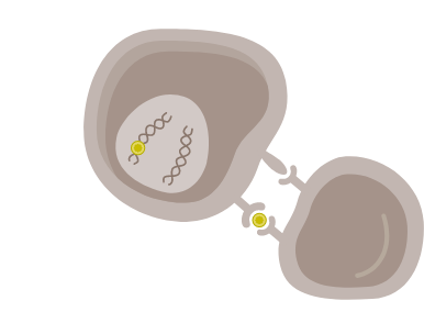 micrsatellite cell