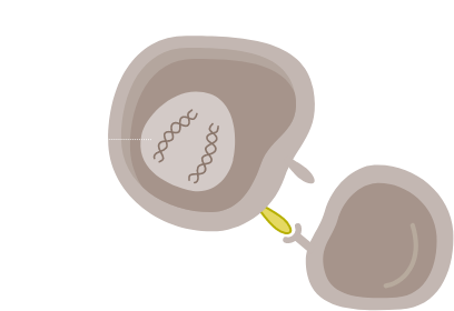 Cellula Normale
